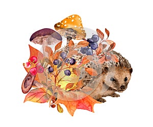 Hedgehog in fall leaves. Autumn watercolor card. Mushrooms, forest berries and wild plants. Autumnal woodland wildlife