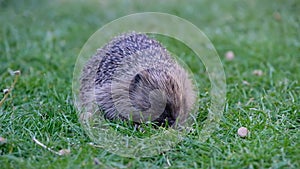 Hedgehog feeding in daylight in urban house garden.
