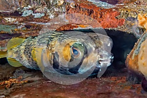 The hedgehog fish hides under the corals. For its protection, it can turn into a prickly ball