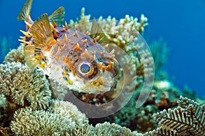 Hedgehog fish swims above the corals on the background of blue water.  Underwater macro photography