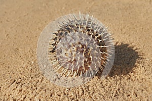 Hedgehog fish washed ashore