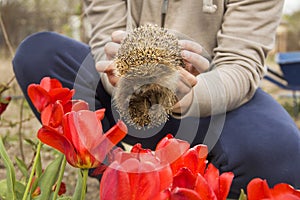 Hedgehog and flowers. Hedgehog in the hands. Erinaceus europaeus