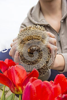 Hedgehog and flowers. Hedgehog in the hands. Erinaceus europaeus