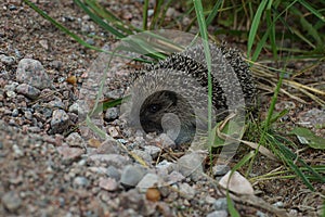 The hedgehog froze on the sand near the grass