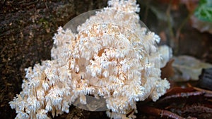 Hedgehog fungus (herÃ­cium CoralloÃ­des