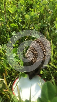 a hedgehog in the garden drinks milk from a saucer