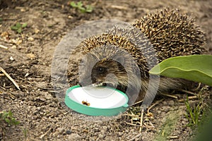 Hedgehog in the garden. Hedgehog eats milk. Erinaceus europaeus