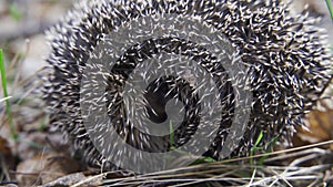 Hedgehog in the garden walking - Erinaceus europaeus, also known as European hedgehog or common hedgehog