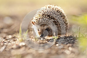 Hedgehog in golden morning light photo