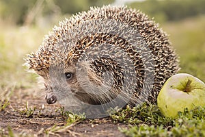 hedgehog on the grass