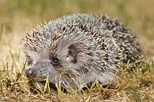 hedgehog on the grass