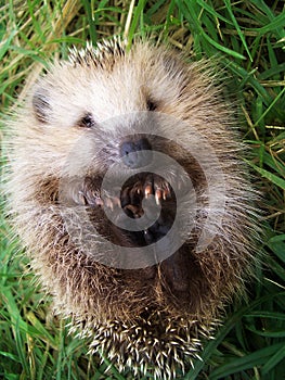 Hedgehog on a grass