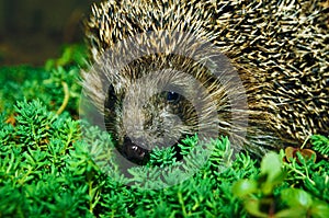 Hedgehog in the grass