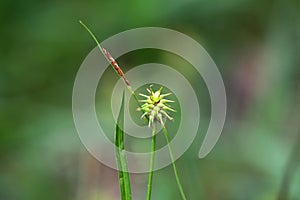 Hedgehog grass, Carex flava