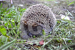 Hedgehog on the grass. Hedgehog in my garden