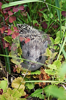 hedgehog in the grass photo