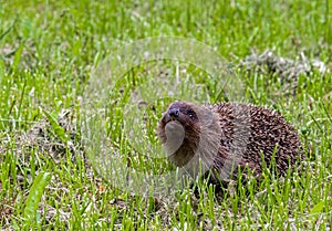 Hedgehog in the grass on a sloping lawn sniffs.