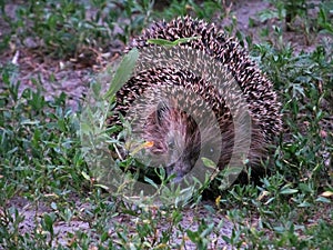 Hedgehog in the grass