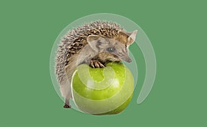 hedgehog on green apple isolate white