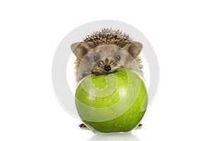 Hedgehog on green apple isolate white