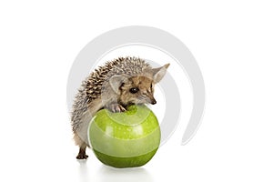 Hedgehog on green apple isolate white