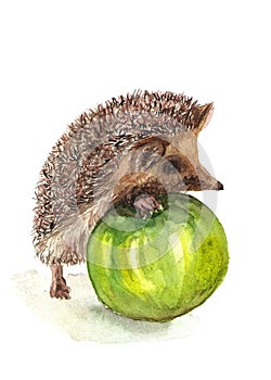 Hedgehog and green apple