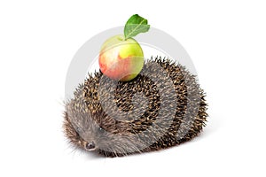 hedgehog with green apple