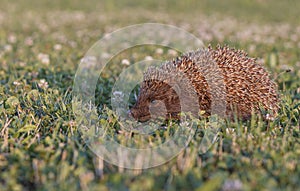Hedgehog on green grass with blurred green background.