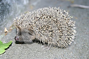 Hedgehog and a green leaf