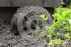 Hedgehog on the ground & x28;Erinaceus europaeus& x29;.