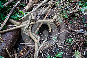 Hedgehog habitat in wood