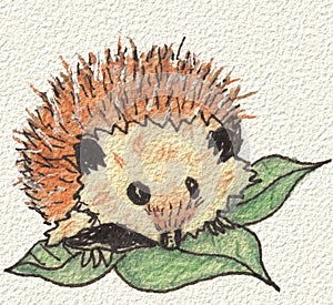 A hedgehog, hand painted in watercolor and ink.