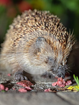 The hedgehog has pieces of sausage.