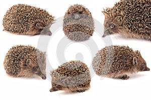 Hedgehog, hedgehogs