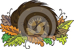Hedgehog hibernating during winter in pile of leaves