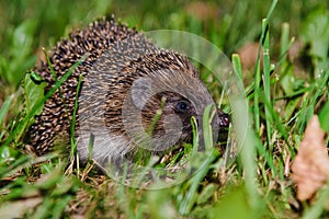 A hedgehog hide in the garden.Hedgehog looking for food.Wildlife in Europe.West european hedgehog,rinaceus europaeus,on a green