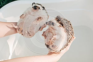 Hedgehog hygiene. wet hedgehogs in hands on a bath background.African pygmy hedgehog bathes in a bath. process of