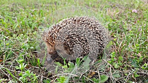 Hedgehog/ Igel 3