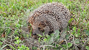 Hedgehog/ Igel 4