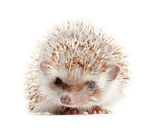 Hedgehog isolate on white background photo