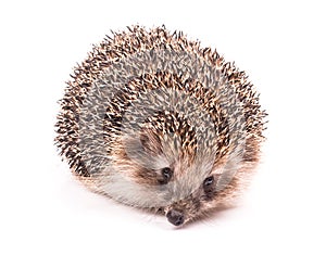 Hedgehog isolated photo