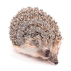 Hedgehog isolated