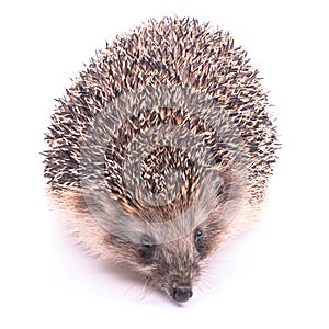 Hedgehog isolated on white