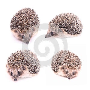 Hedgehog isolated on white photo