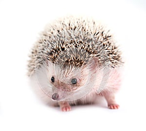 Hedgehog isolated on white background