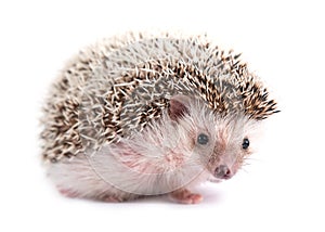 Hedgehog isolated on white background