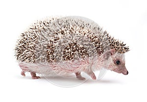 Hedgehog isolated on white background