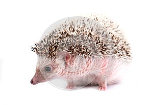 Hedgehog isolated on white background