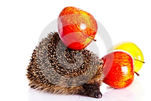 Hedgehog isolated on white background apple animall photo