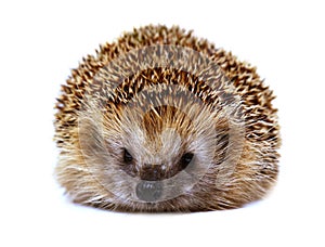 Hedgehog isolated on white background. The European hedgehog.